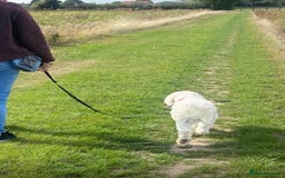 Cavapoo dogs for sale: VERY GENTLE F1b CAVAPOO~ LOVING HOME REQUIRED  - Image 7