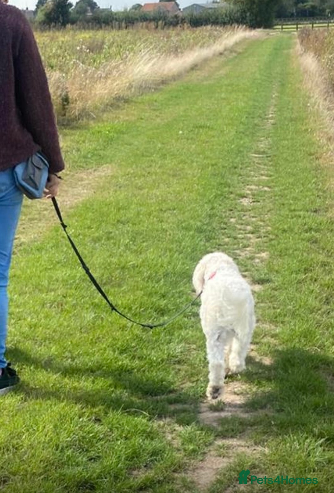 Cavapoo dogs for sale: VERY GENTLE F1b CAVAPOO~ LOVING HOME REQUIRED  - Image 7