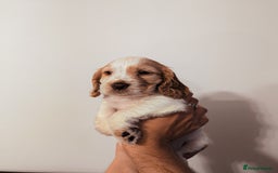 Cocker Spaniel dogs for sale: ✨ Showline Cocker Spaniel puppies for sale ✨ - Image 9