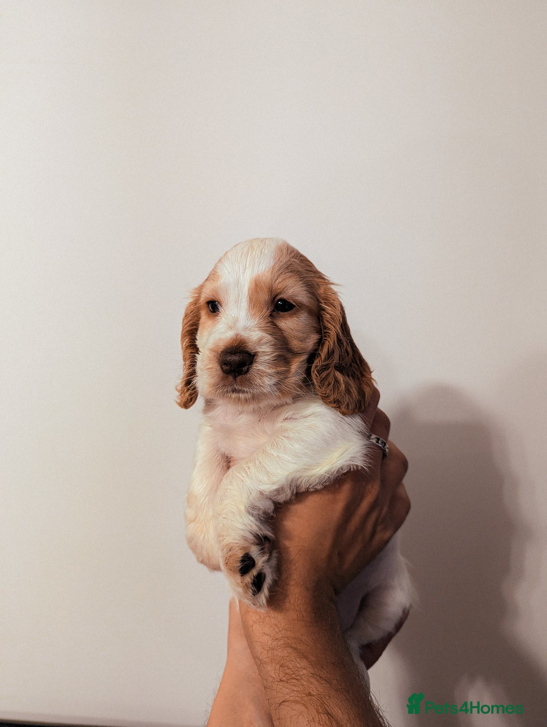 Cocker Spaniel dogs for sale: ✨ Showline Cocker Spaniel puppies for sale ✨ - Image 9