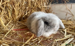 Mini Lop rabbits for sale: Mini lops ready to reserve  - Image 2