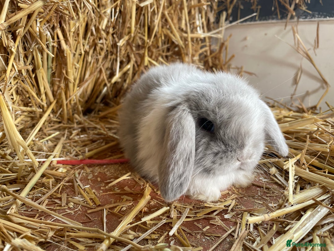 Mini Lop rabbits for sale: Mini lops ready to reserve  - Image 2