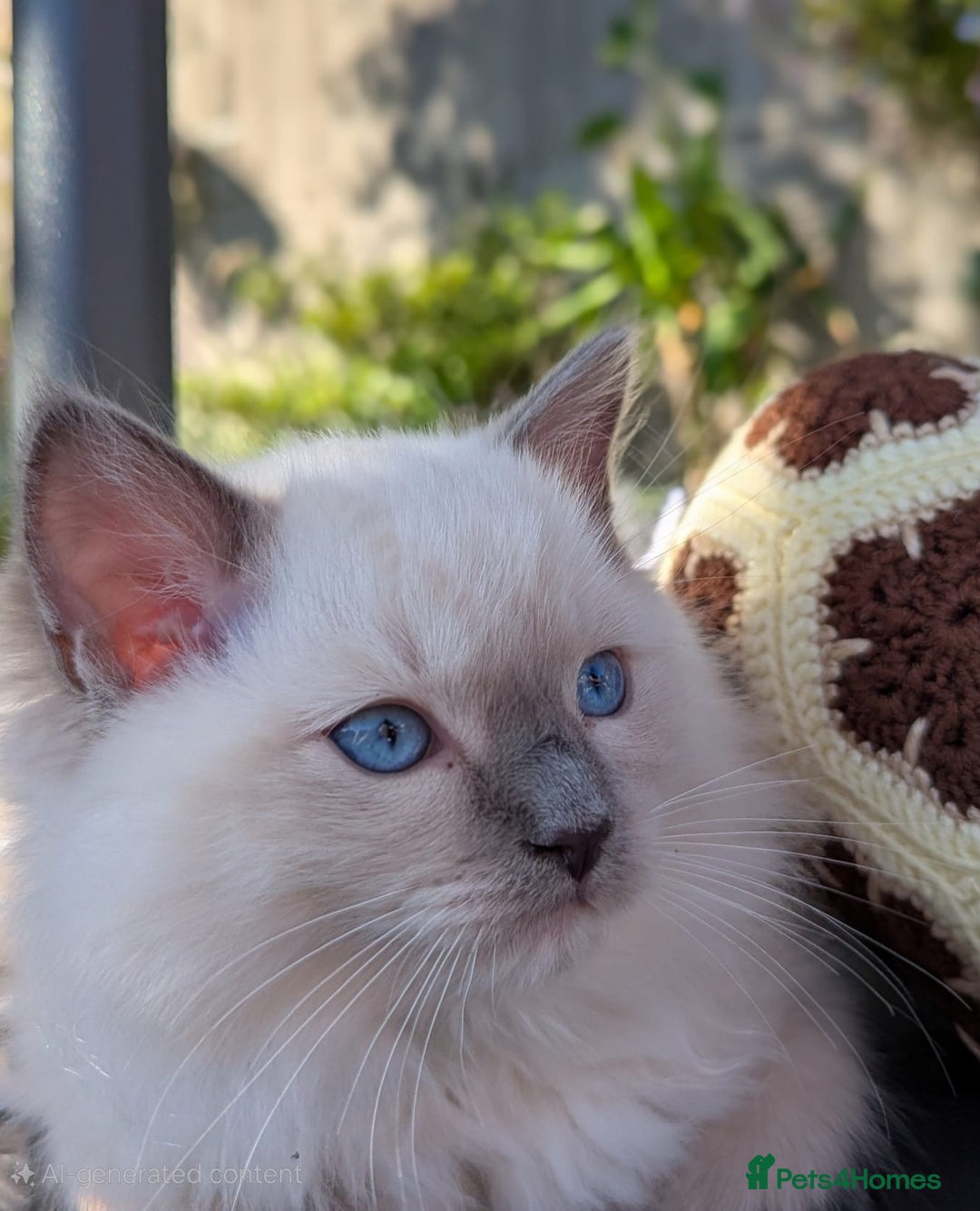 Ragdoll cats for sale: GCCF REGISTERED RAGDOLL KITTENS - Image 21