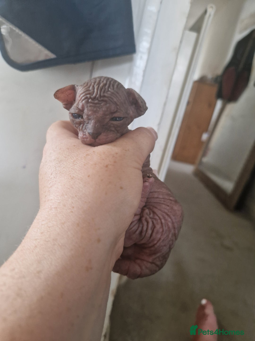 Sphynx cats for sale: 5 beautiful babies looking for forever families  - Image 7