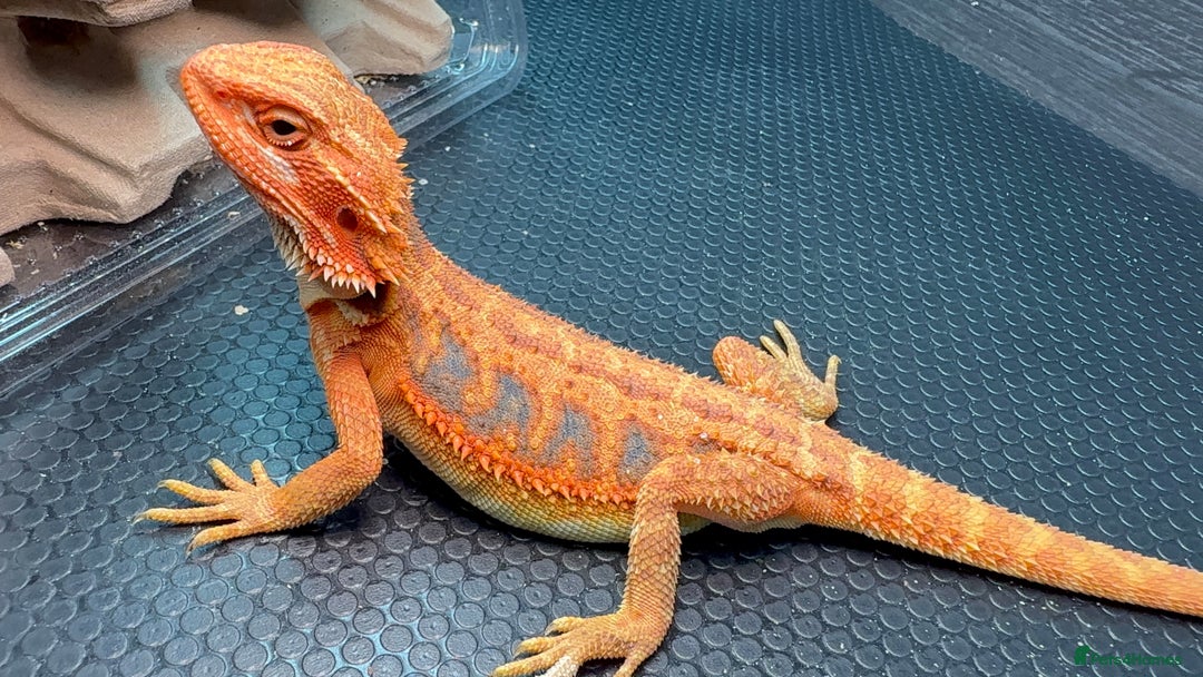 Bearded Dragon reptiles for sale: SUPER RED baby and Red Monster Bearded dragons! - Image 4