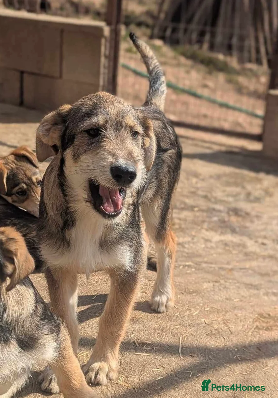 Mixed Breed dogs for adoption: Aspen  in March - Advert 2