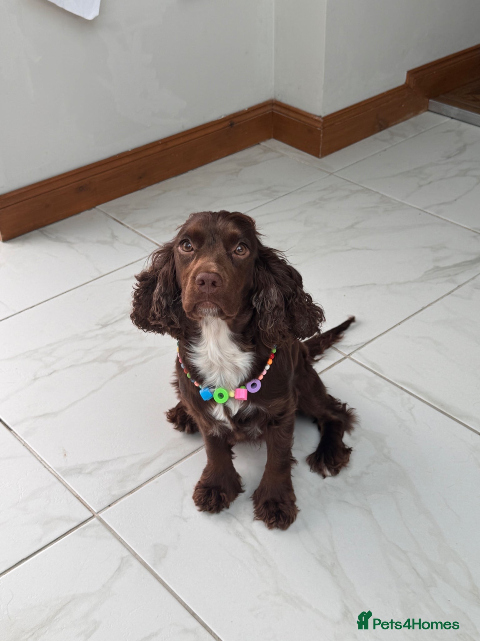 Cocker Spaniel dogs for sale: Cocker spaniel Puppies - Advert 1