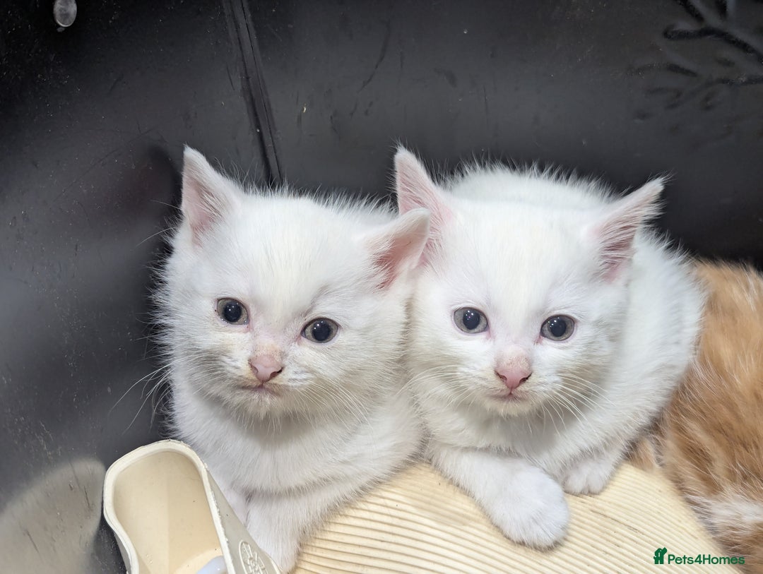 Mixed Breed cats for sale: Premium kittens for sale - Image 13