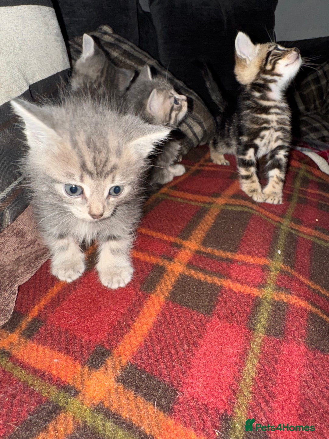 Mixed Breed cats for sale: I have 4 beautiful babies 3 boys 1 girl - Advert 11