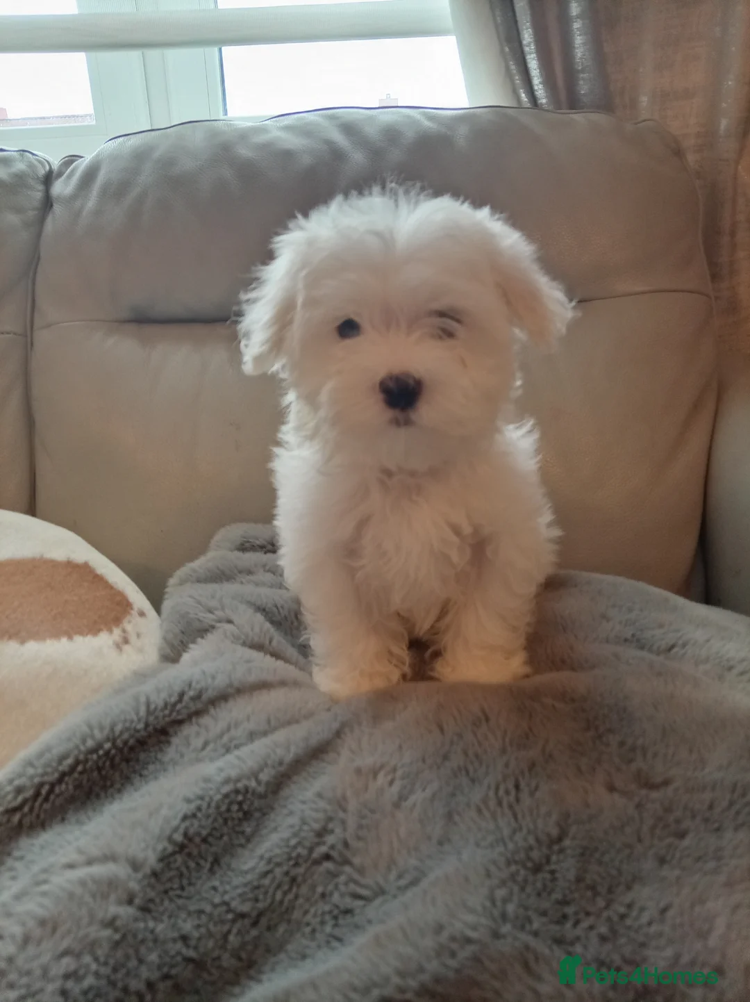 Maltese dogs for sale: Beautiful Maltese Boy Hypoallergenic - Advert 2