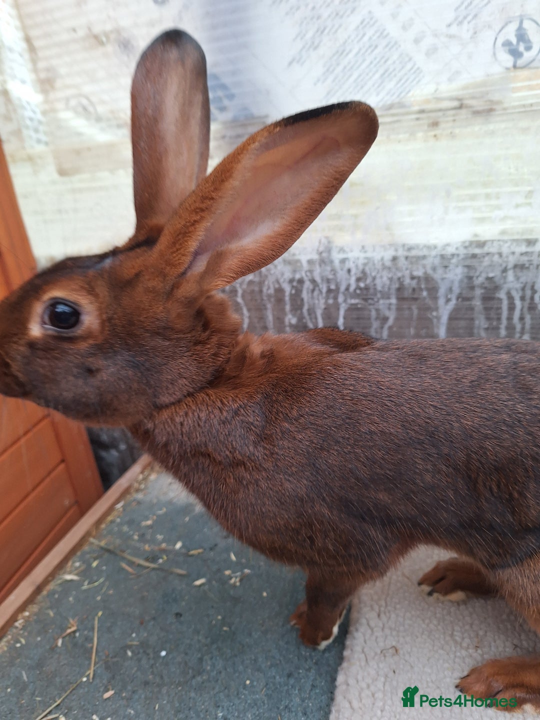 Belgian Hares rabbits for sale: CURRENTLY RESERVED - BRC Belgian Hare buck - Advert 10