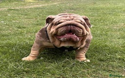 English Bulldog dogs for sale: English bulldogs / phenomenal pedigree. - Image 8