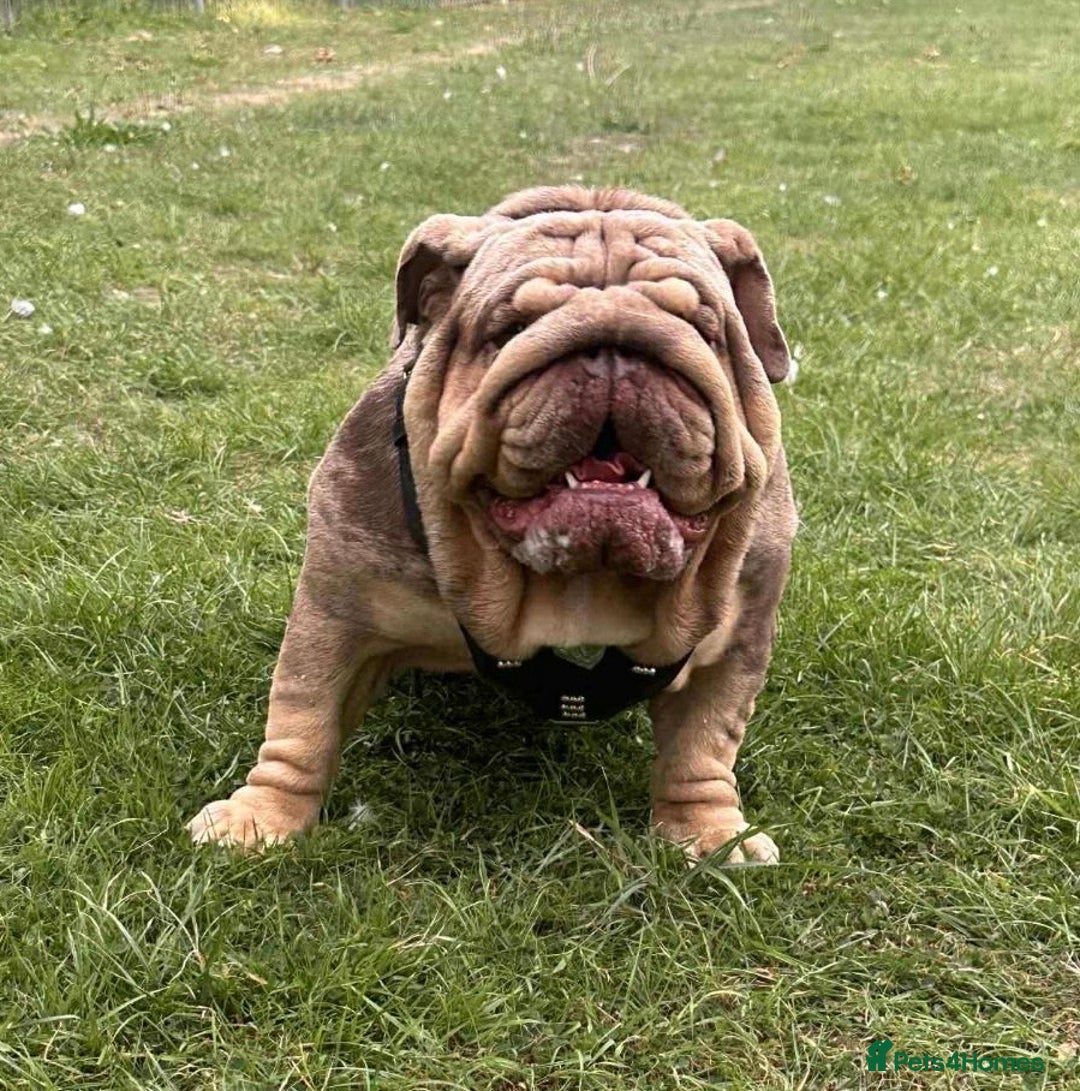 English Bulldog dogs for sale: English bulldogs / phenomenal pedigree. - Image 8