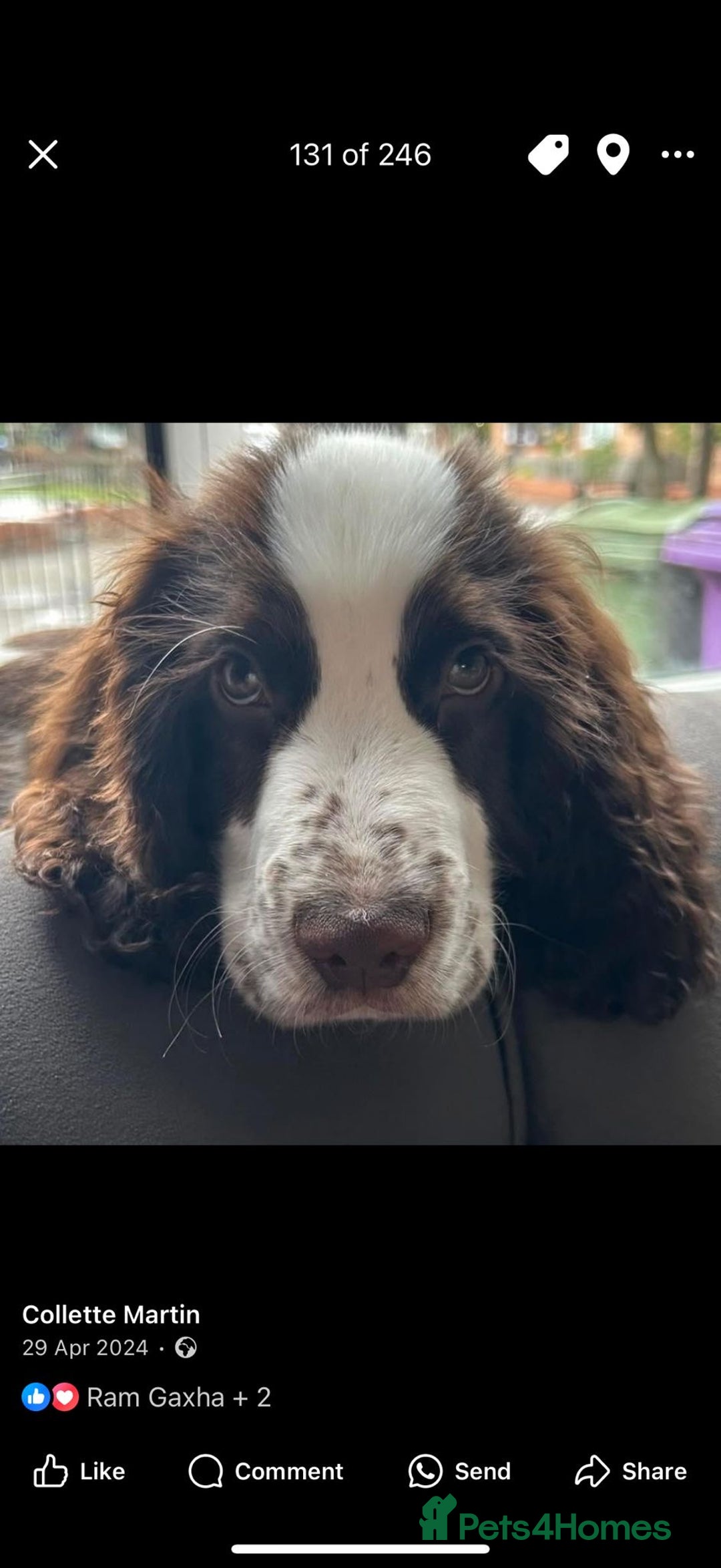 Cocker Spaniel dogs for stud: George  - Image 9