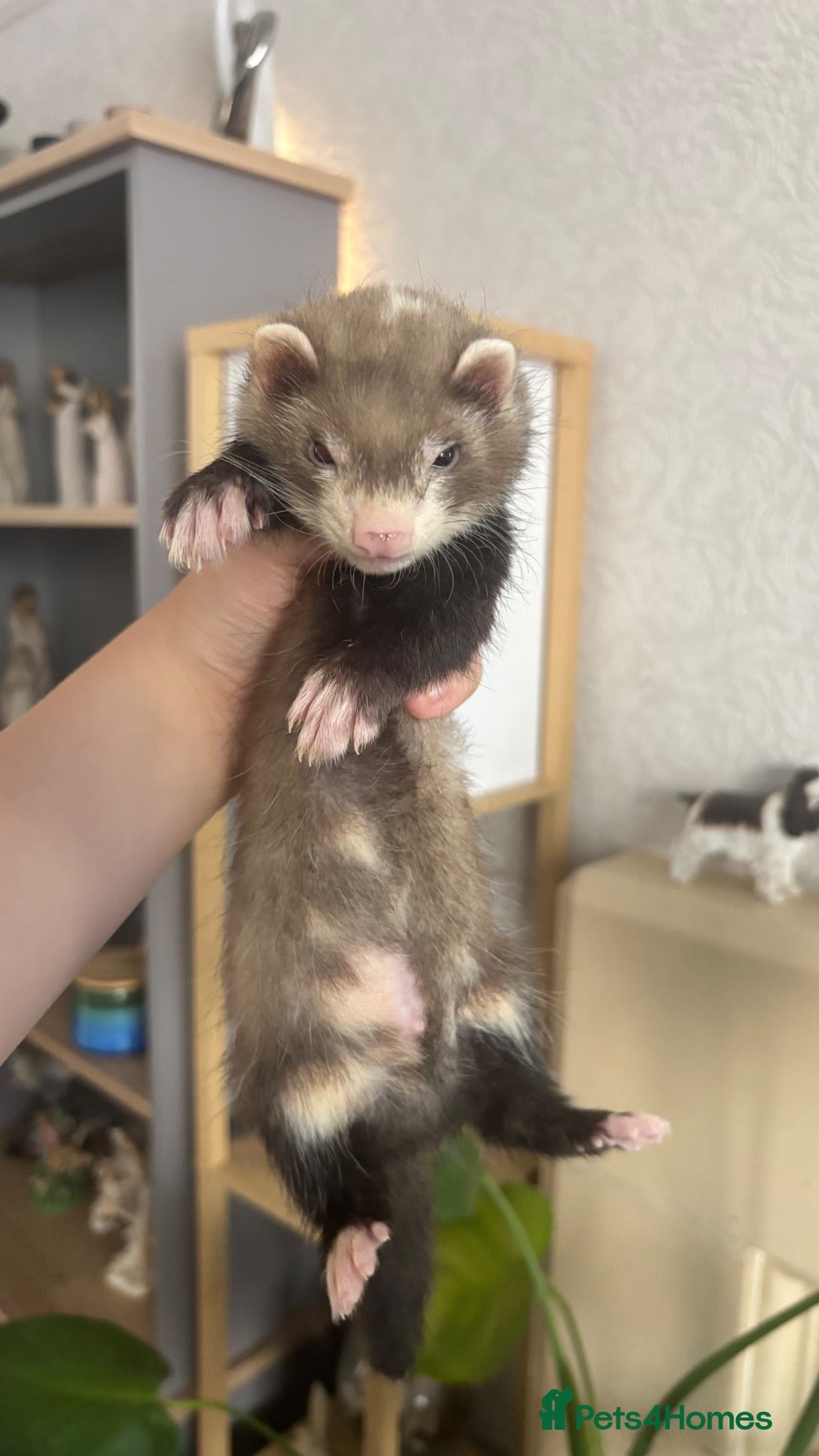Ferret rodents 2 semi angora cross hobs ready to go now  - Advert 1