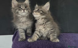 Maine Coon cats for sale: Maine coon kittens ready  - Image 5