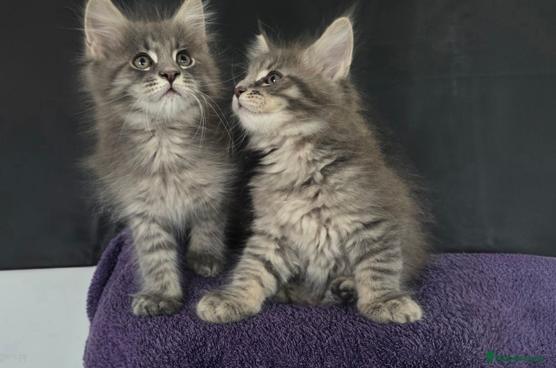 Maine Coon cats for sale: Maine coon kittens ready  - Image 5