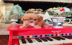 Maltipoo dogs for sale: Maltipoo Puppies – 3 Girls & 3 Boys - Image 5