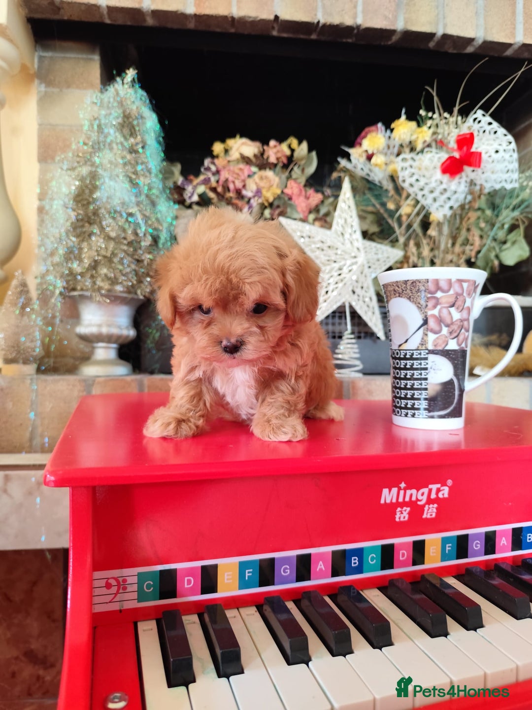 Maltipoo dogs for sale: Maltipoo Puppies – 3 Girls & 3 Boys - Image 5