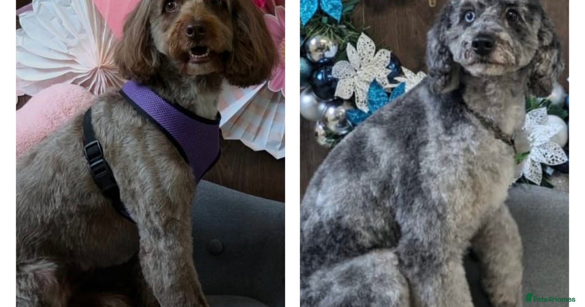 Mother and daughter cockapoos for sale as pair for sale in Prescot ...