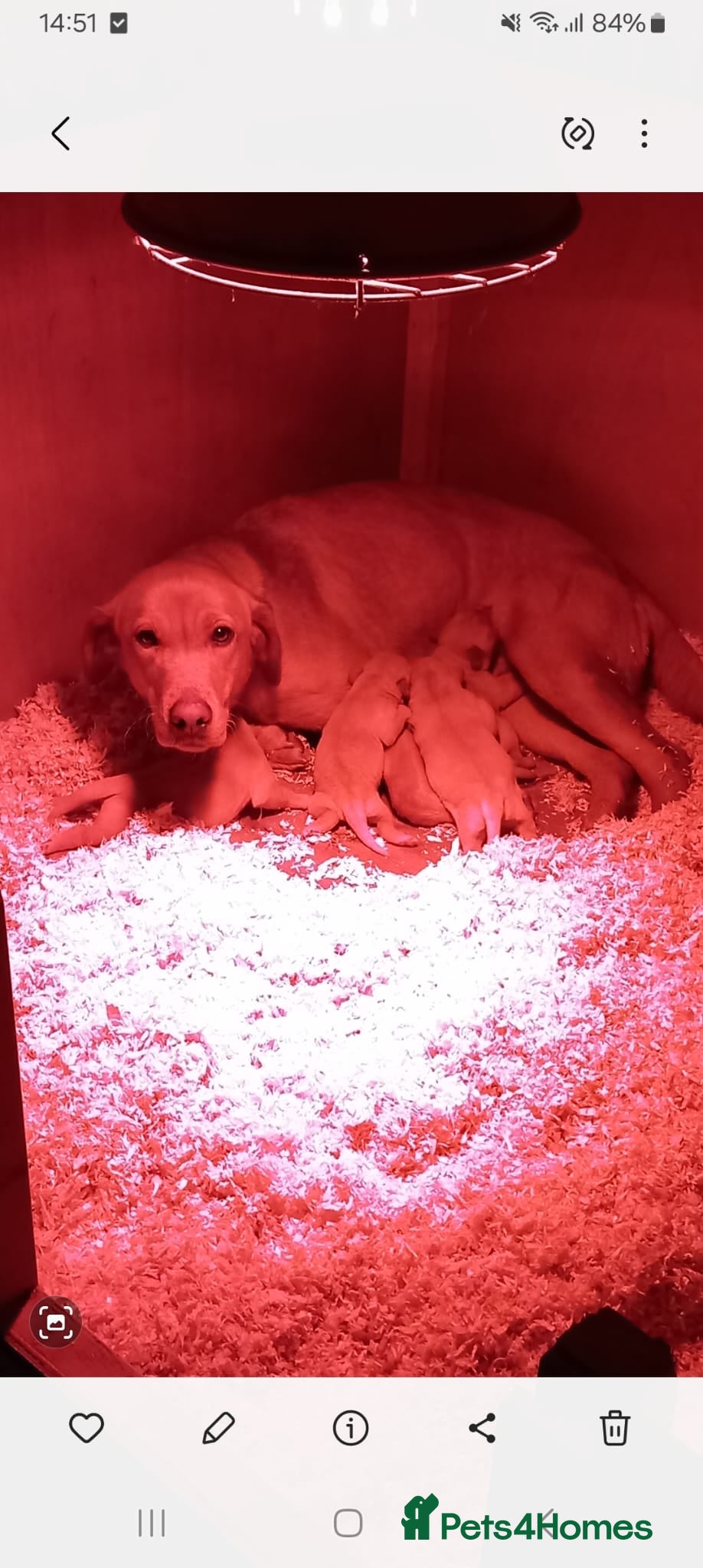 Labrador Retriever dogs Labrador fox Red puppies  - Advert 3