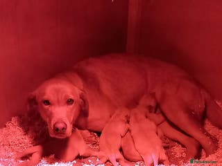 Labrador Retriever dogs Labrador fox Red puppies - Advert 3