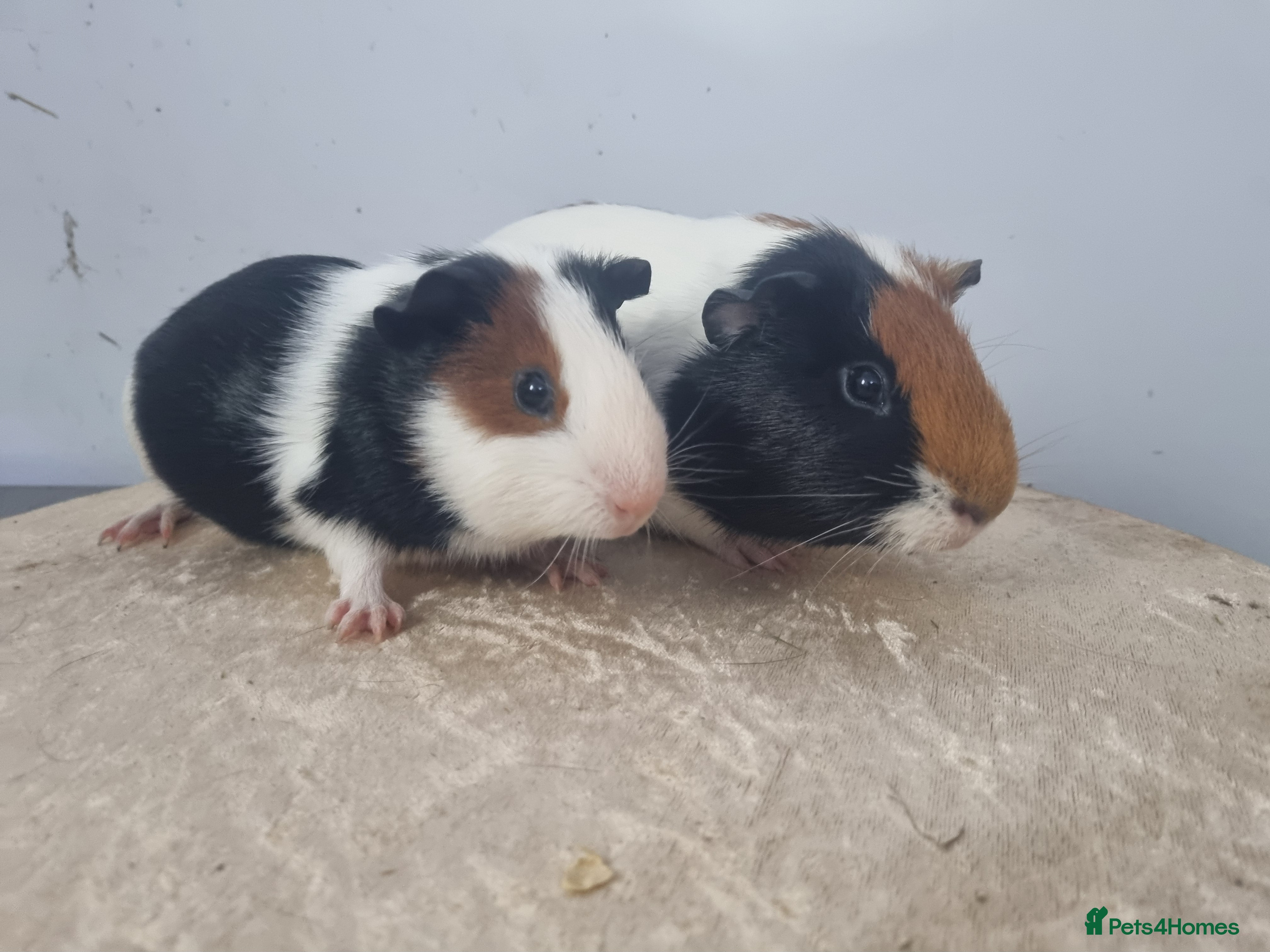 Guinea Pig rodents Pair of Male Guinea Pigs - Advert 10
