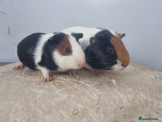 Guinea Pig rodents Pair of Male Guinea Pigs - Advert 10