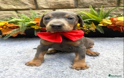 Dobermann dogs for sale: DOBERMAN PUPPIES (BOTH KC HEALTH TESTED PARENTS) - Image 33