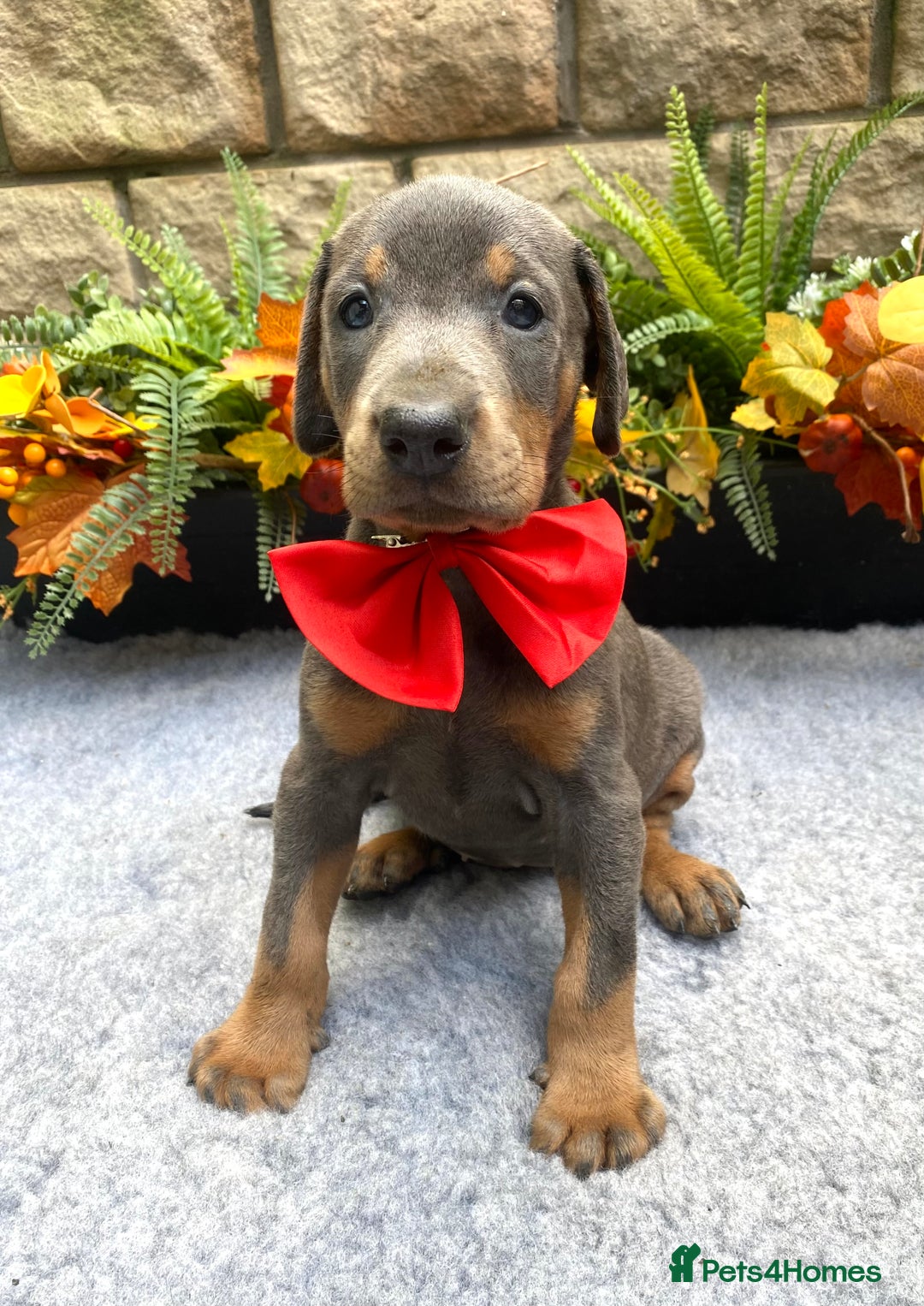 Dobermann dogs for sale: DOBERMAN PUPPIES (BOTH KC HEALTH TESTED PARENTS) - Image 33