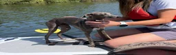 Italian Greyhound dogs for stud: Distinguished Gentleman in Crowthorne - Advert 4