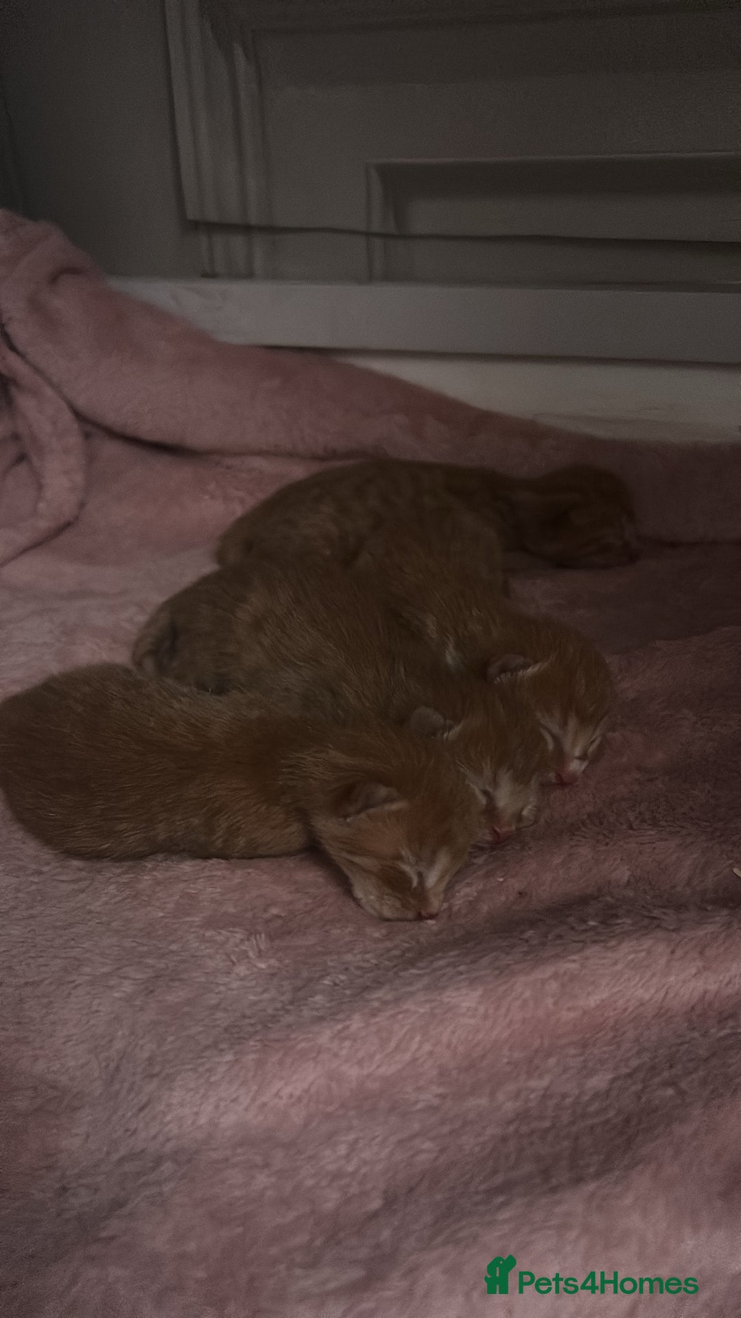 Mixed Breed cats for sale: orange mixed breed kittens  - Advert 9