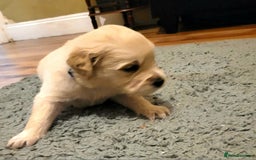 Golden Retriever dogs for sale: Golden Retriever - Advert 2