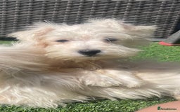 Mixed Breed dogs for sale: STUNNING WESTIE X POODLE PUPPIES  - Image 4