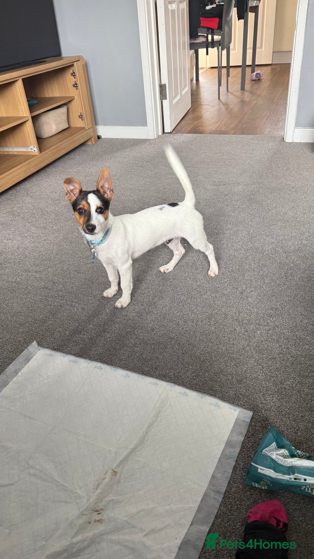Jack Russell dogs for sale: Jack Russell puppy  - Image 5