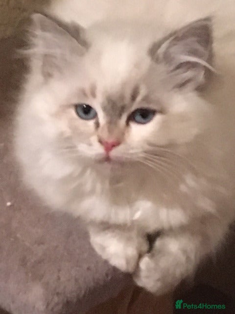 Ragdoll cats Purebred Ragdoll Kittens HCM PKD  clear - Advert 16