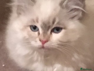 Ragdoll cats Purebred Ragdoll Kittens HCM PKD clear - Advert 4