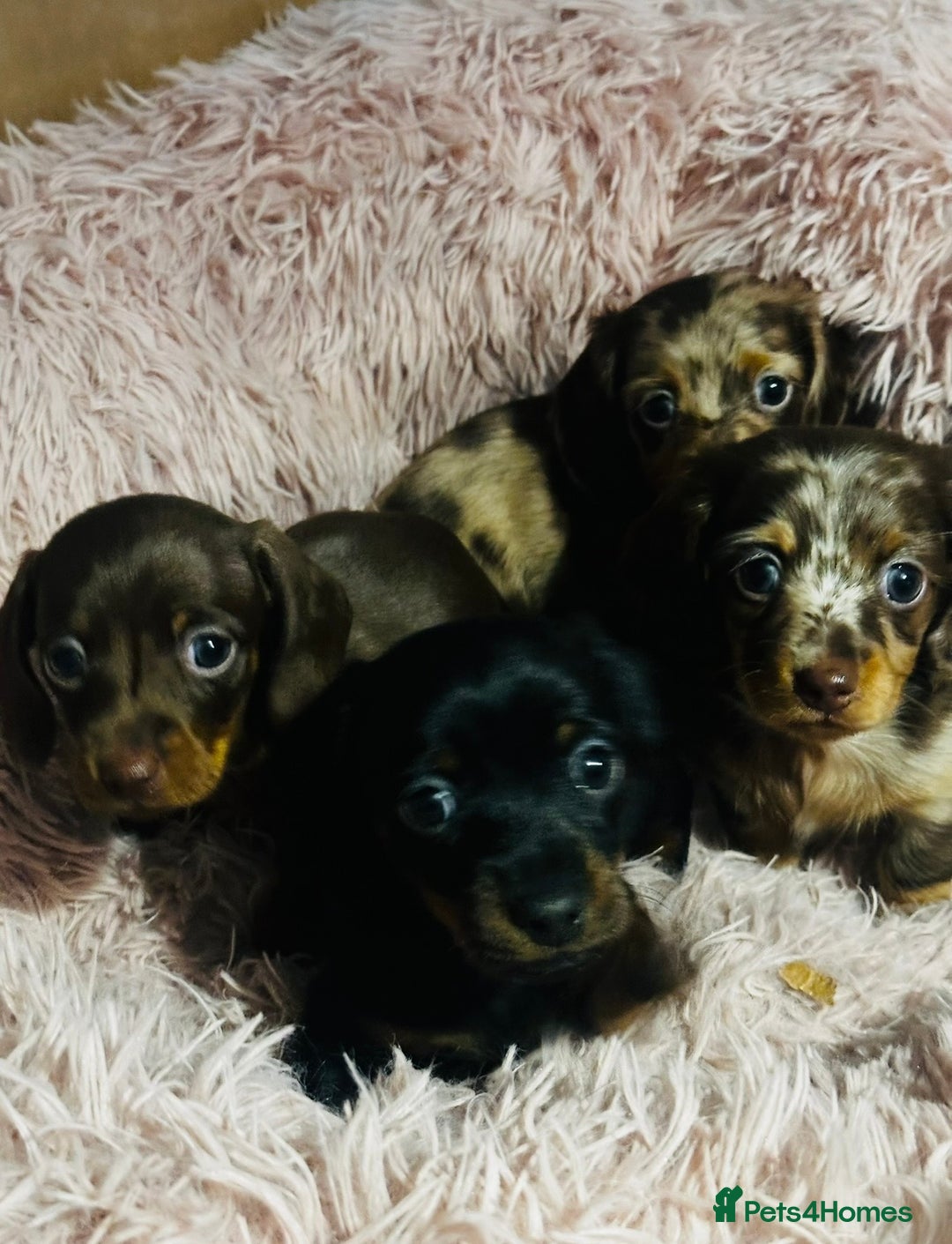 Miniature Dachshund dogs for sale: Beautiful mini dachshund puppies kc reg - Advert 1