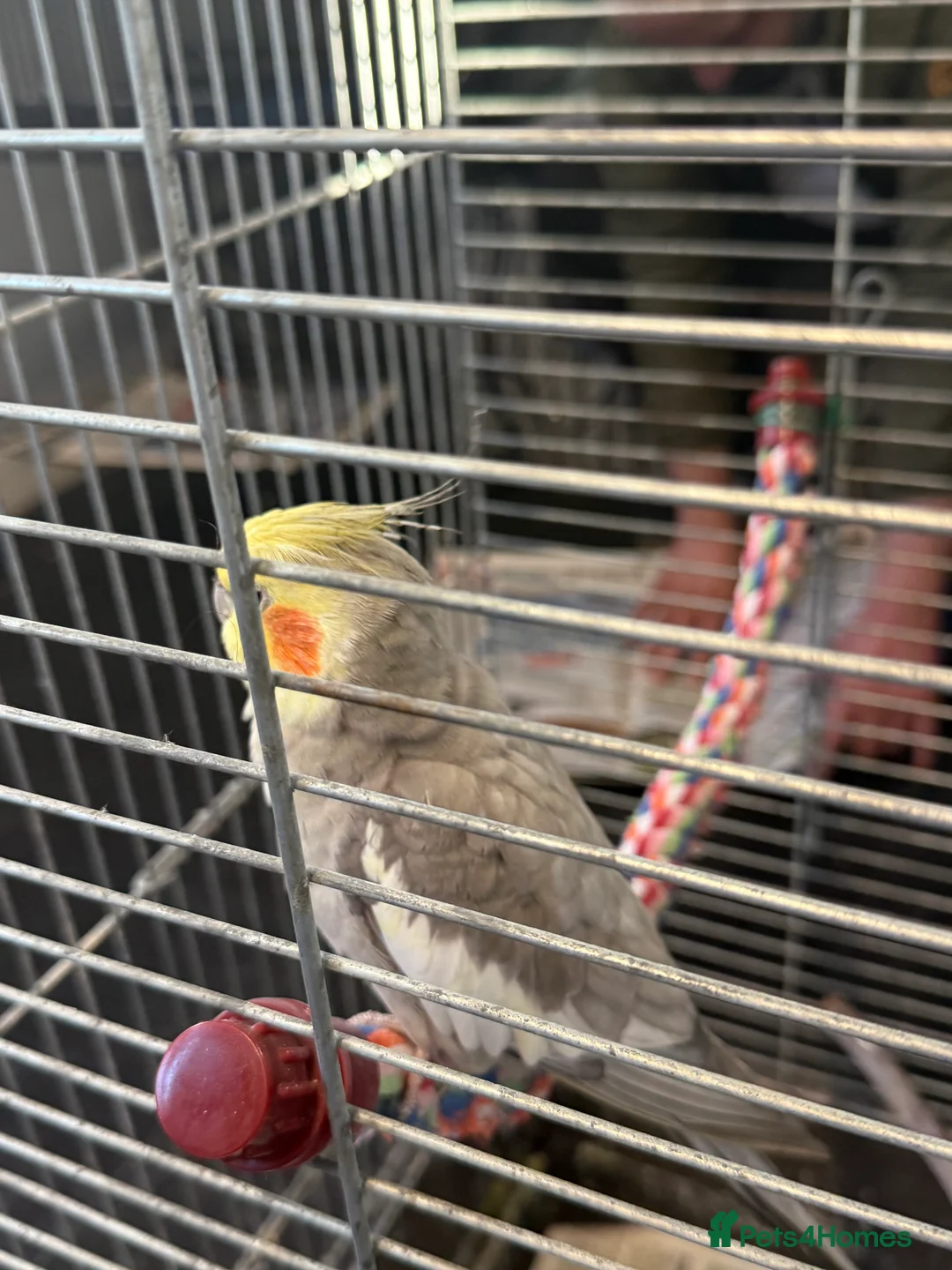 Cockatiels birds for sale: Bird lovely and can negotiate price need gone asap - Advert 5