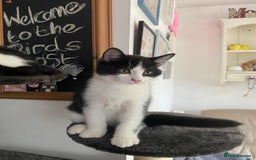 Mixed Breed cats for sale: Black & White kittens - Image 2