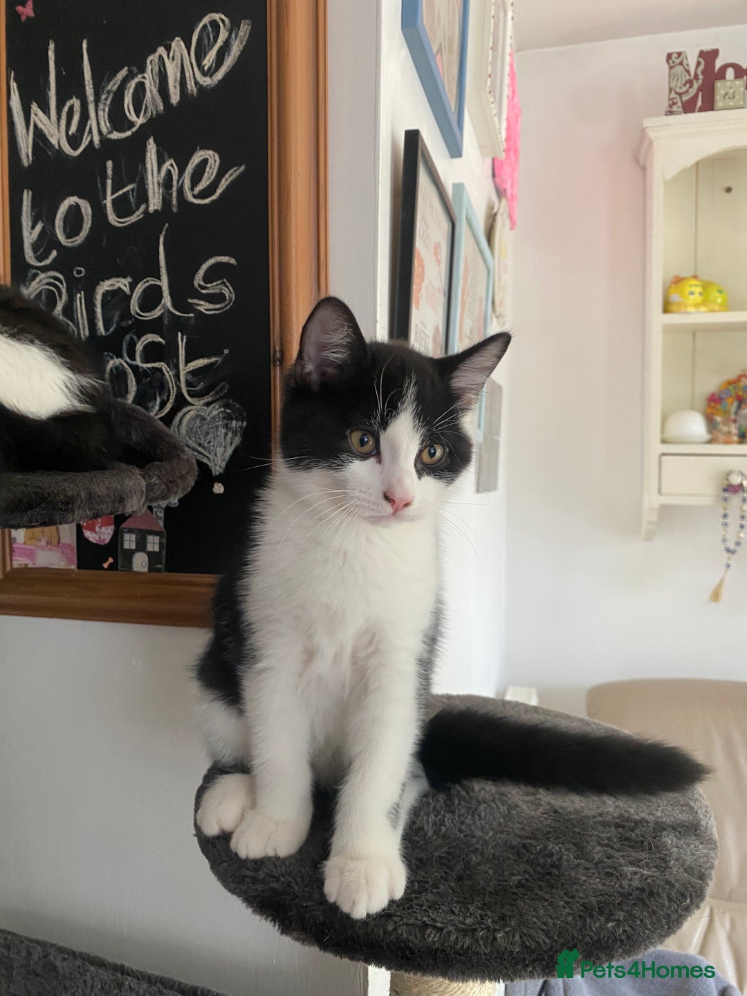 Mixed Breed cats for sale: Black & White kittens - Image 2