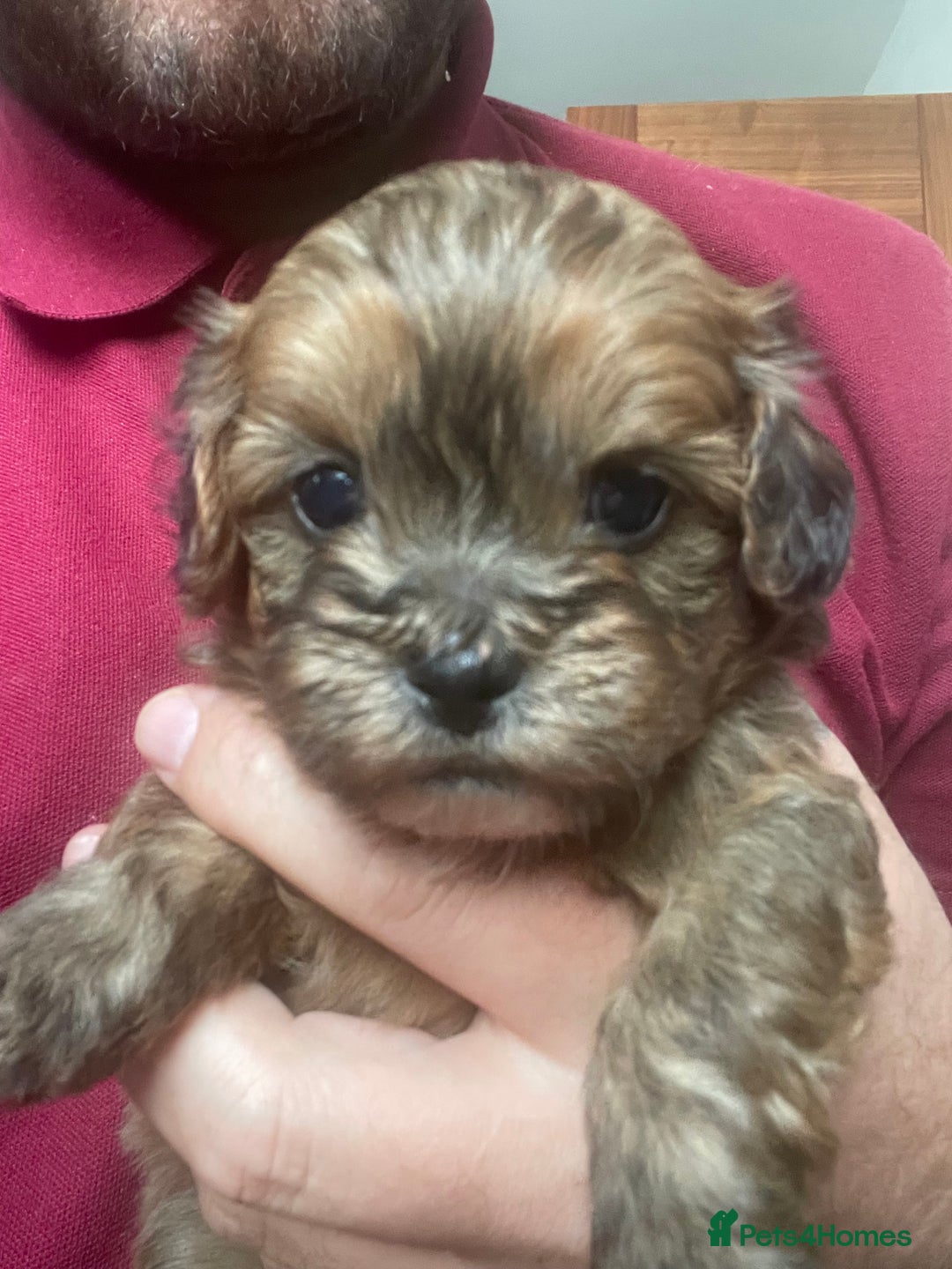 Mixed Breed dogs for sale: Shihpoo  - Image 1