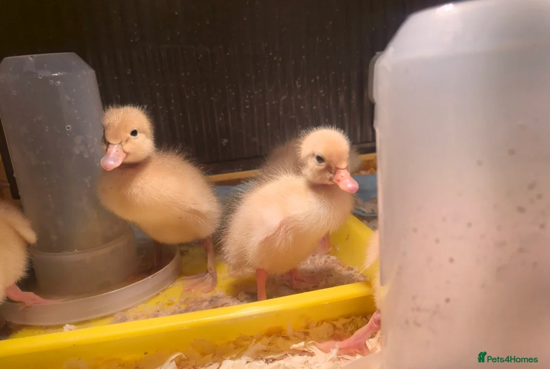 Ducks poultry for sale: Runner ducklings - Advert 2