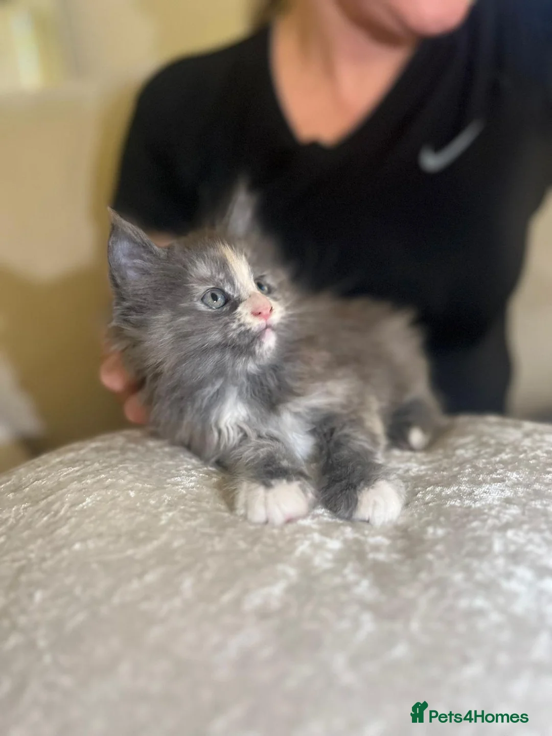 Maine Coon cats for sale: Rare stunning tri blue torti main coon kittens - Advert 4