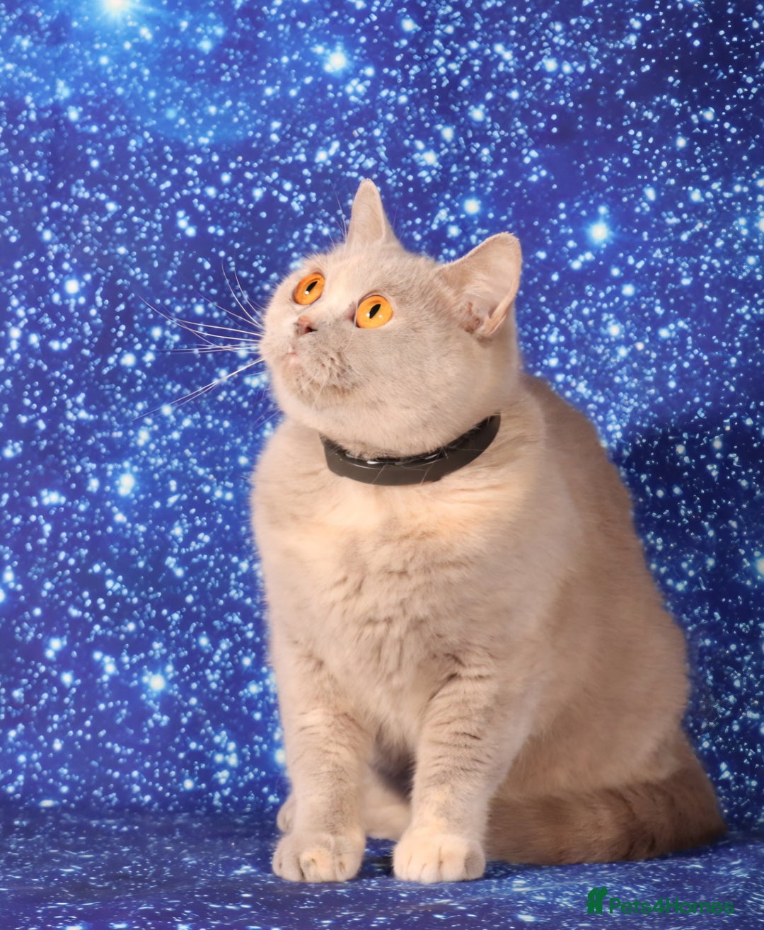 British Shorthair cats for sale: Retired Tica registered British shorthair females  - Image 4