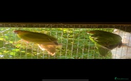 Parakeets birds for sale: Kakariki’s breeding pair - Image 2