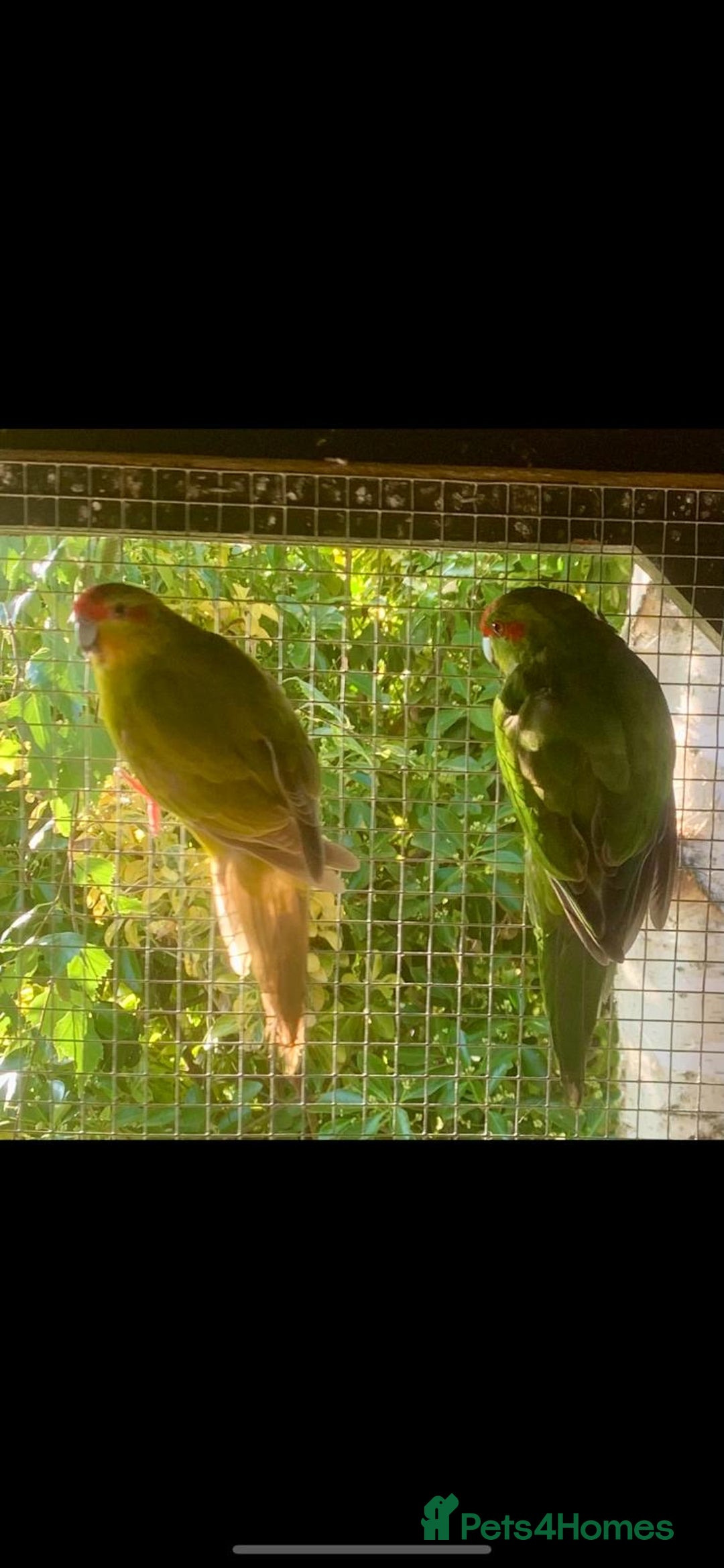 Parakeets birds for sale: Kakariki’s breeding pair - Image 2