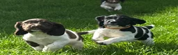 English Springer Spaniel dogs for sale: KC Registered English Springer Spaniels in Brecon - Advert 4