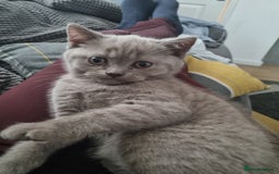 British Shorthair cats for sale: 3 BEAUTIFUL BSH KITTENS FOR SALE 2 Blue 1 Lilac - Image 2