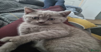 British Shorthair cats - Advert 8